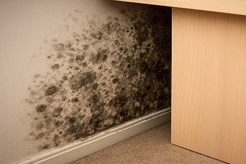 Comment repérer une moisissure invisible dans son logement